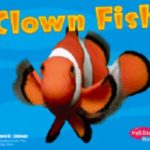 finding dory - clown fish